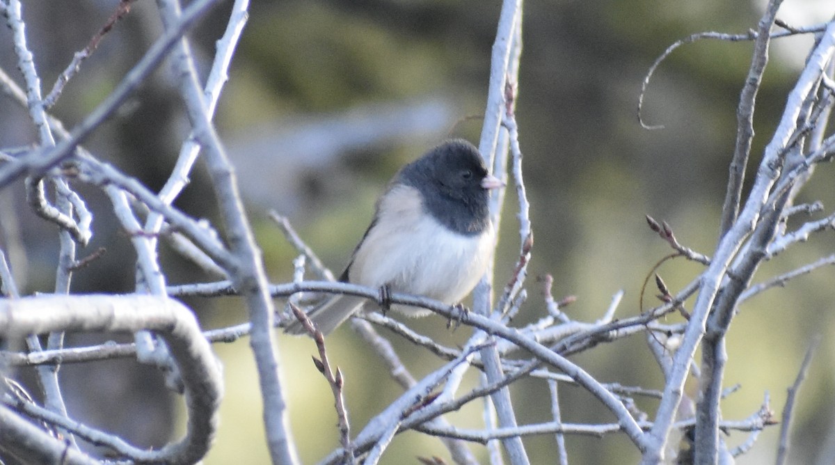 Junco Ojioscuro (grupo oreganus) - ML389973461