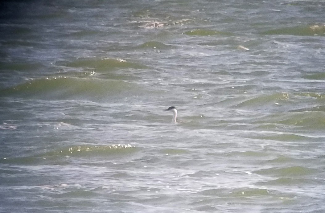 Western Grebe - ML389974831