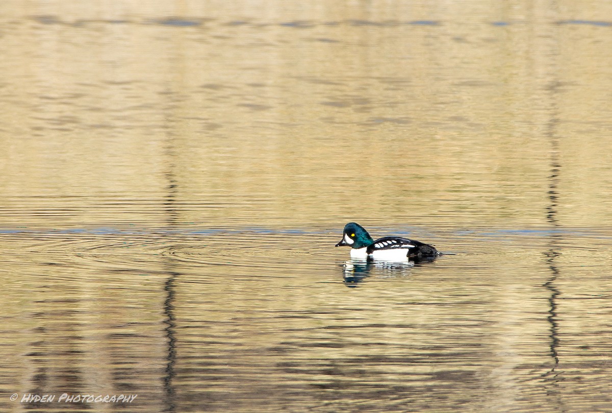 Barrow's Goldeneye - ML389974961