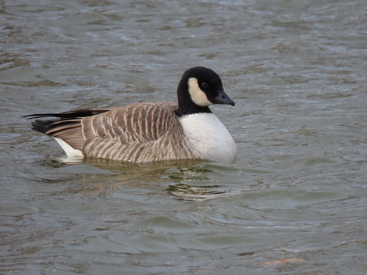 Cackling Goose (Richardson's) - ML389976031