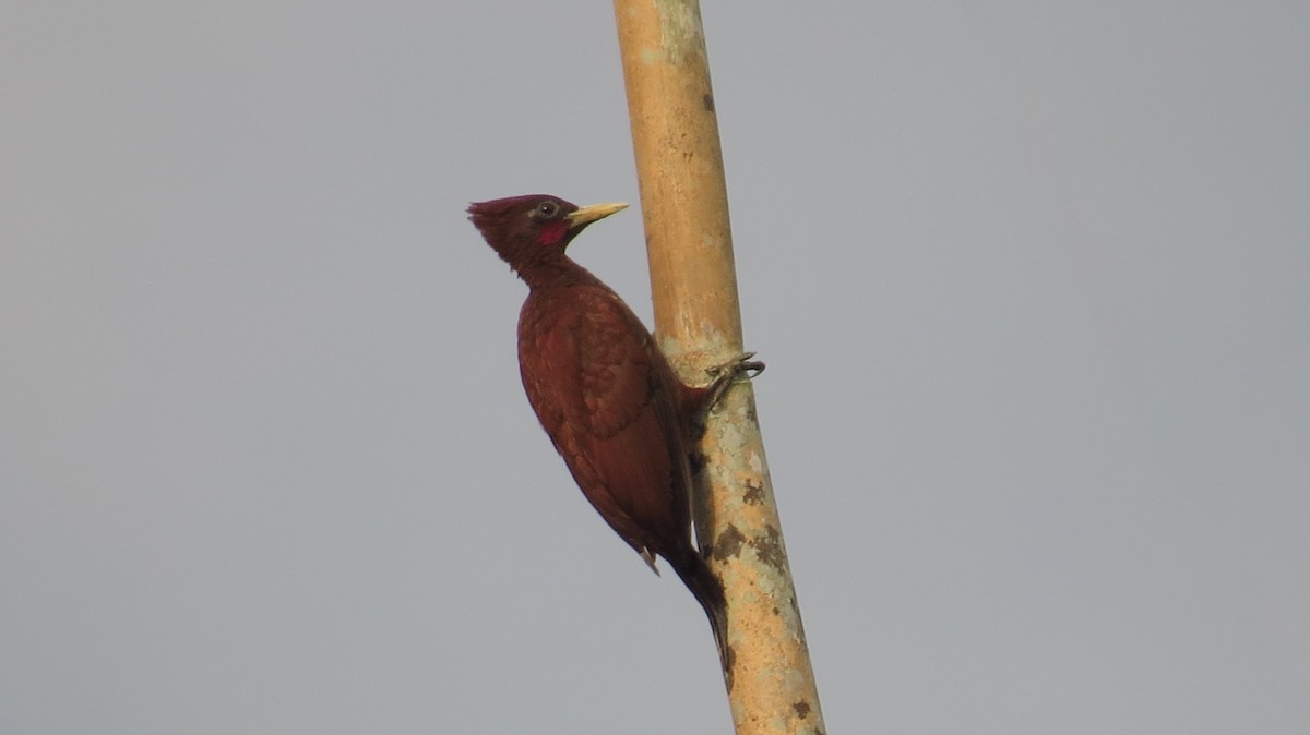 Chestnut Woodpecker - Jorge Muñoz García   CAQUETA BIRDING