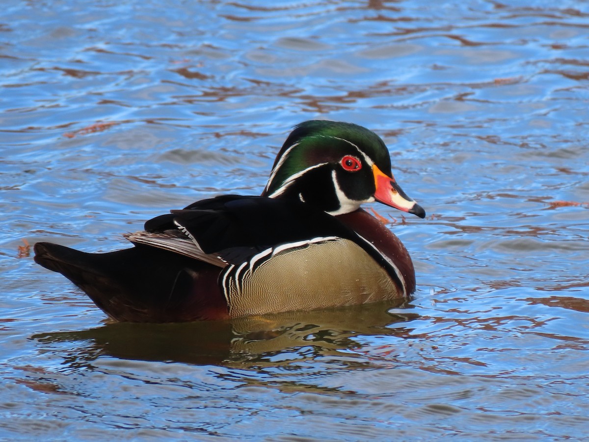Wood Duck - ML389976481