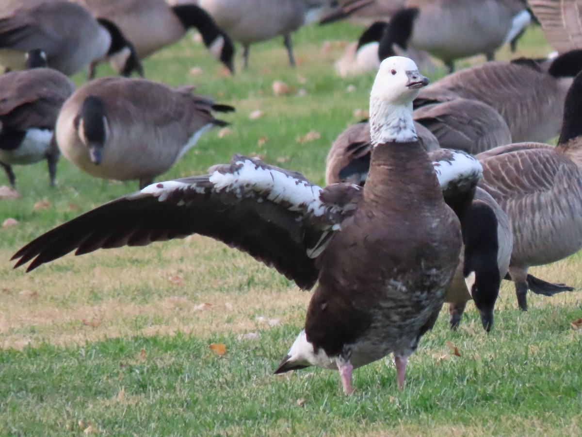 Ross's Goose - ML389976761