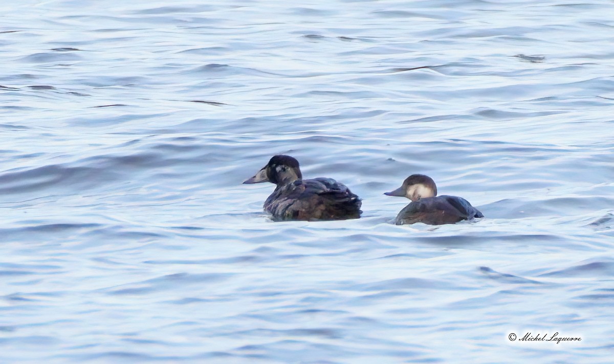 Surf Scoter - Michel Laquerre