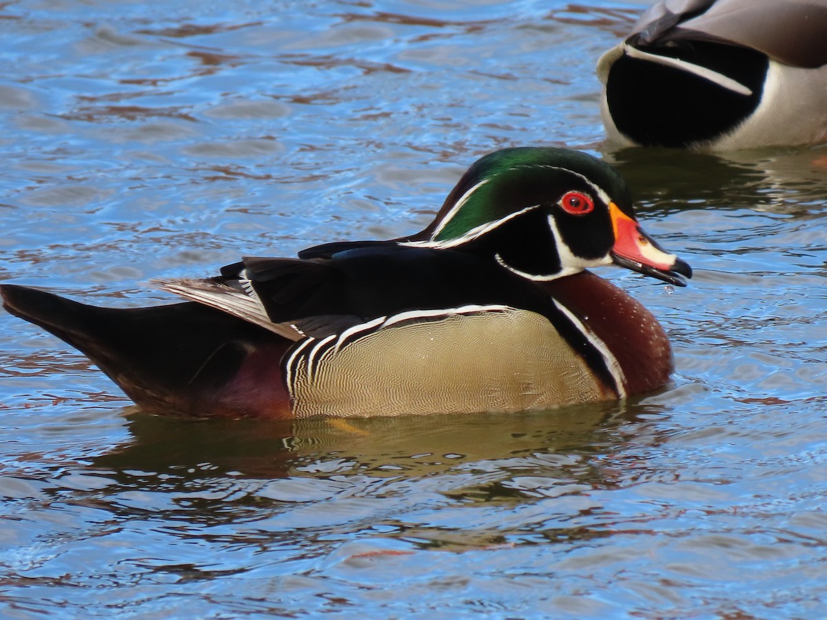 Wood Duck - ML389977201