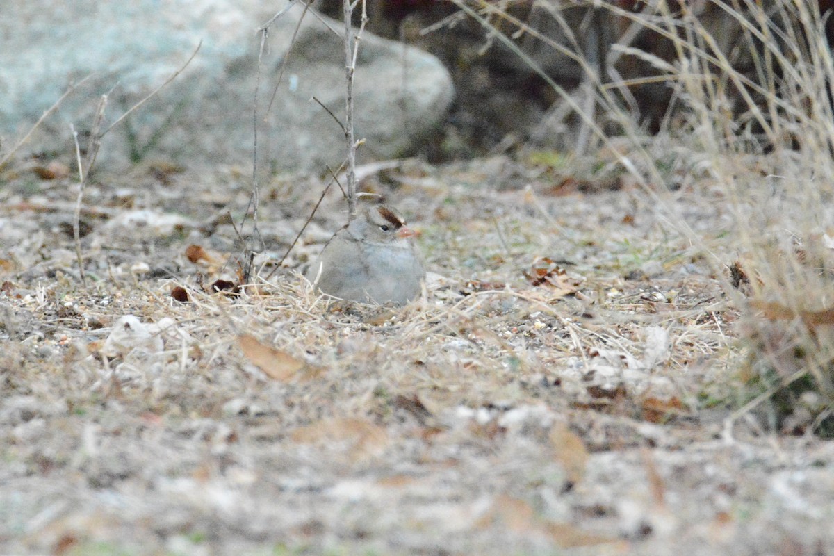 White-crowned Sparrow - David Edlund