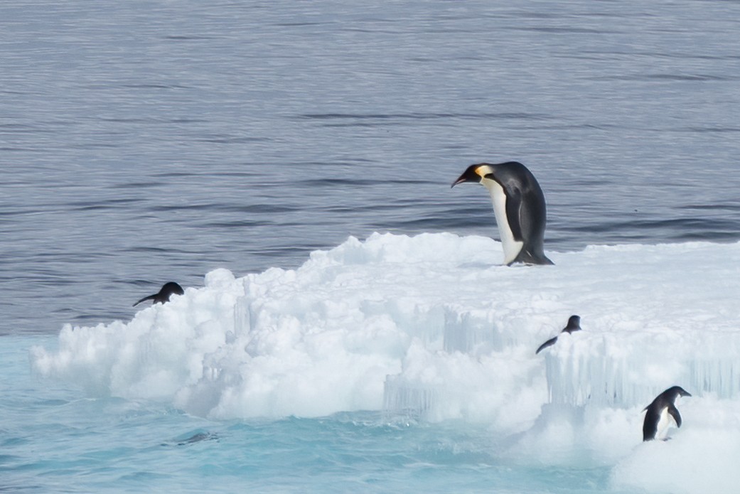 Emperor Penguin - ML389978651