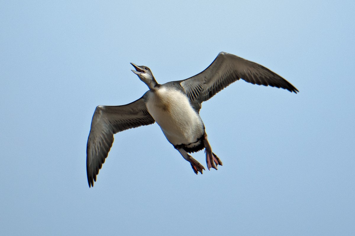 Common Loon - ML389979231