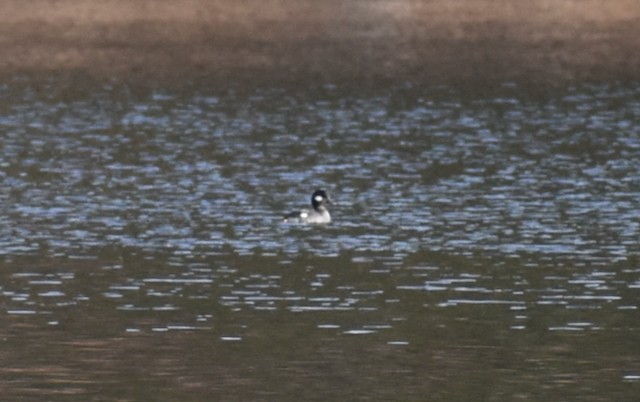 Bufflehead - ML389979501