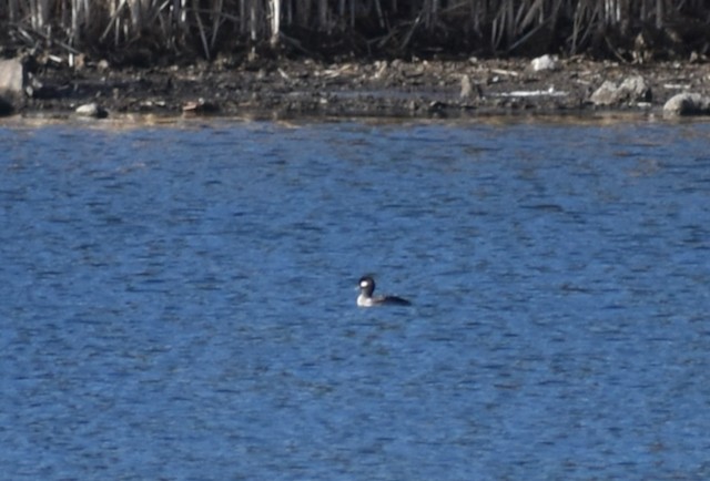 Bufflehead - ML389979511