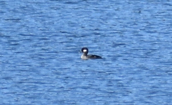 Bufflehead - ML389979551