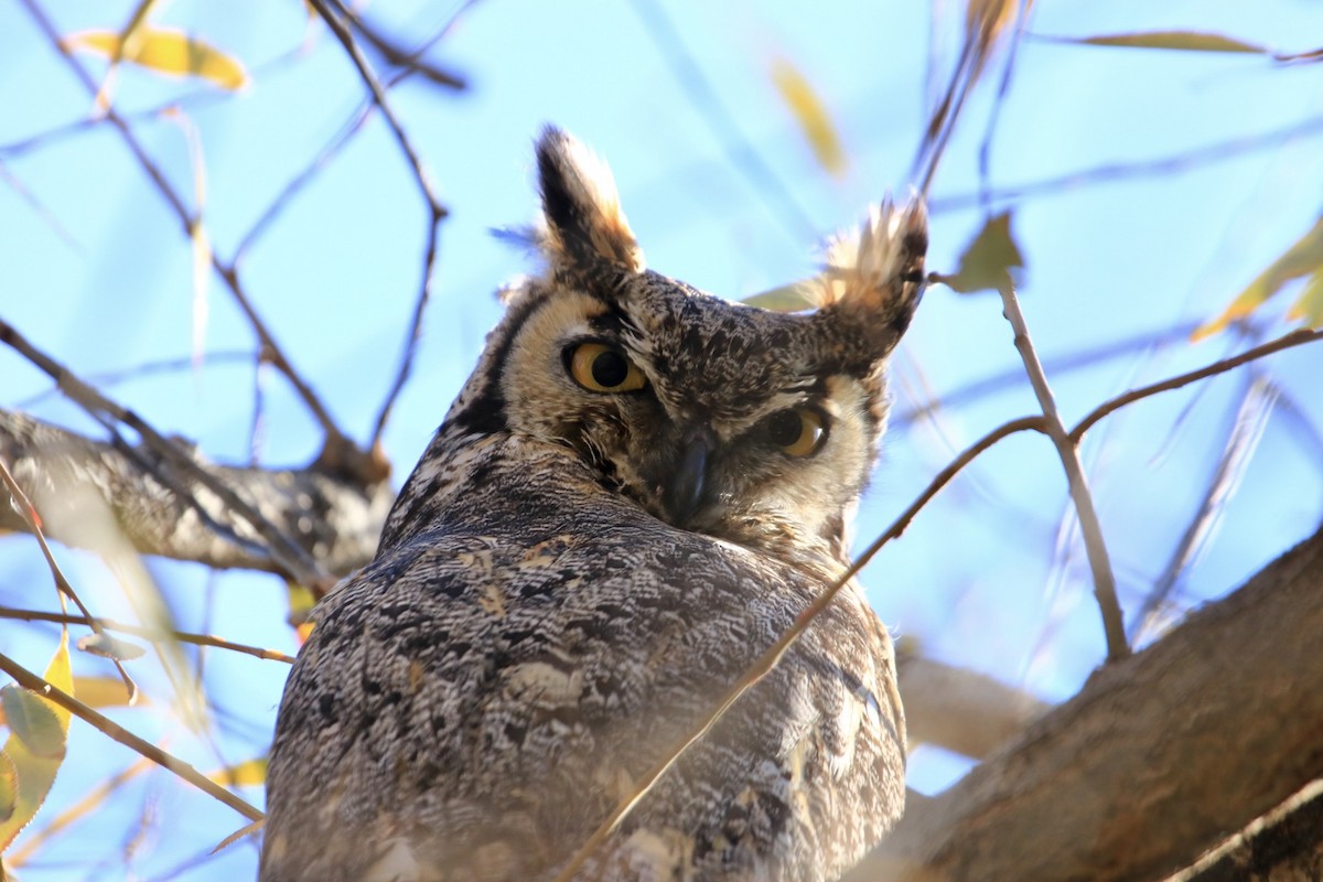 Great Horned Owl - ML389982751