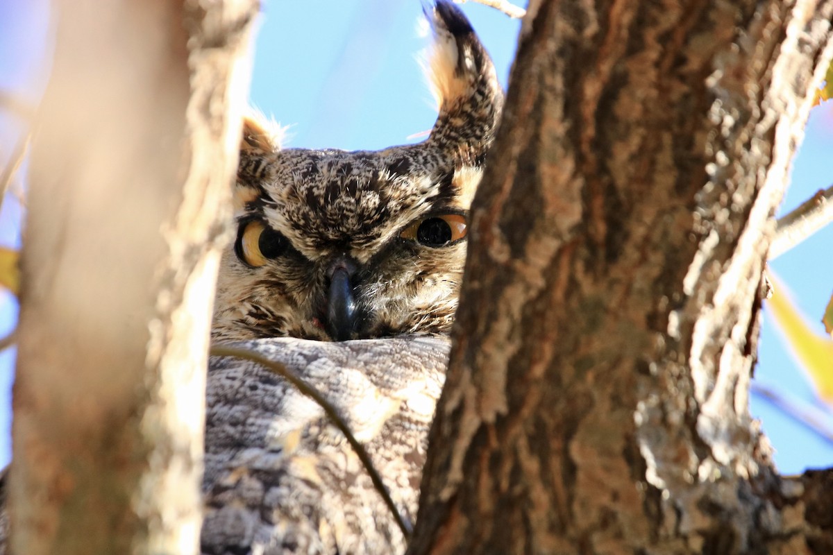 Great Horned Owl - ML389982761