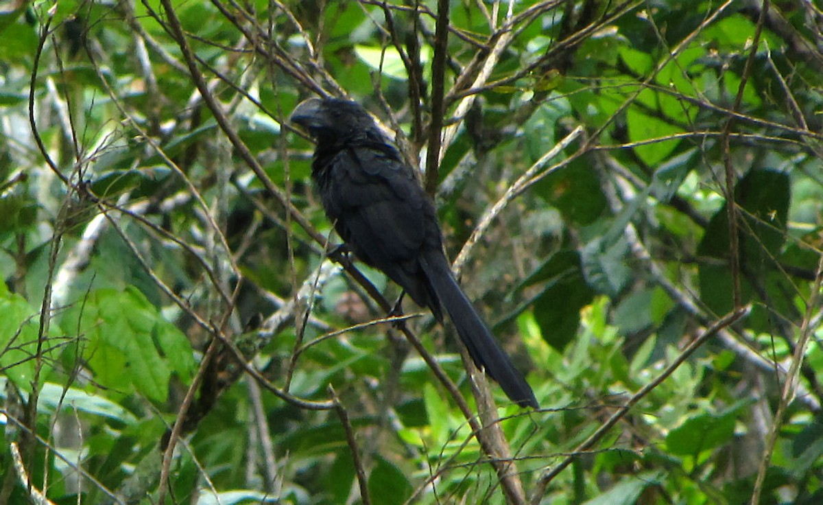 Smooth-billed Ani - ML389983661