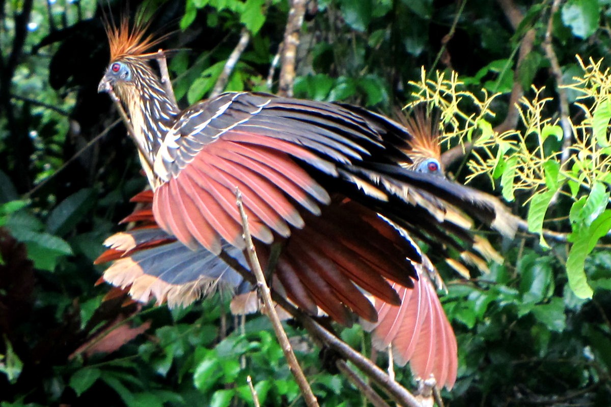 Hoatzin - ML389983701