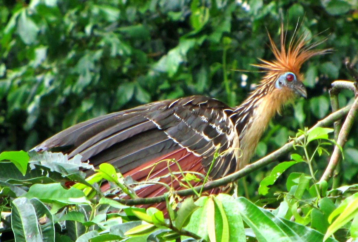 Hoatzin - ML389983771