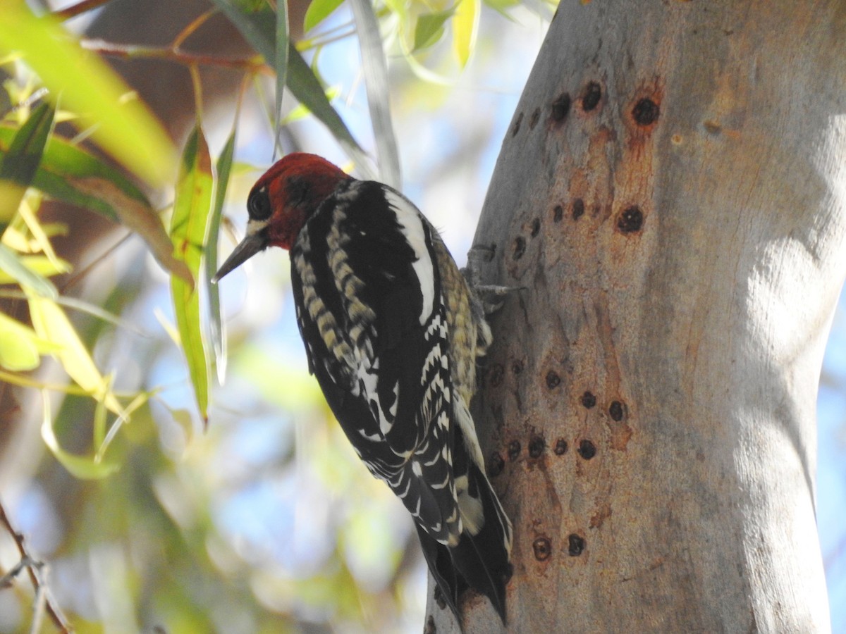 Red-breasted Sapsucker - Sandra Blair