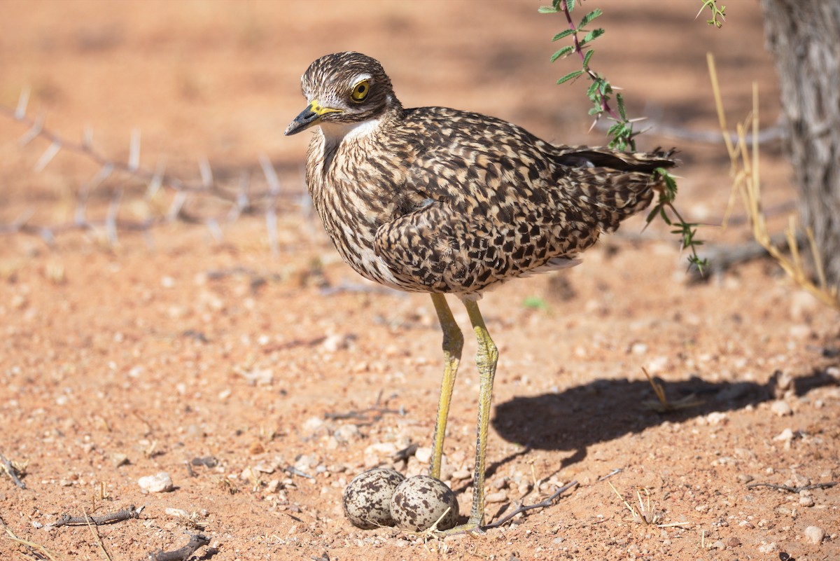 Spotted Thick-knee - ML389985191