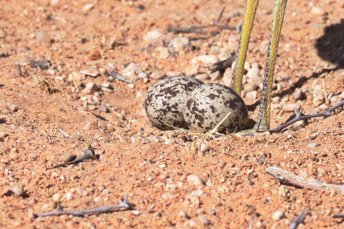 Spotted Thick-knee - ML389985501