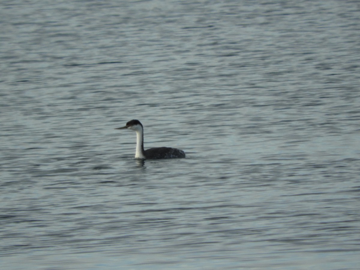 Western Grebe - Cherie St.Ours