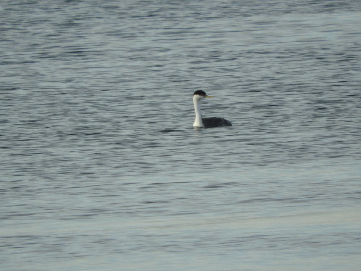 Western Grebe - Cherie St.Ours