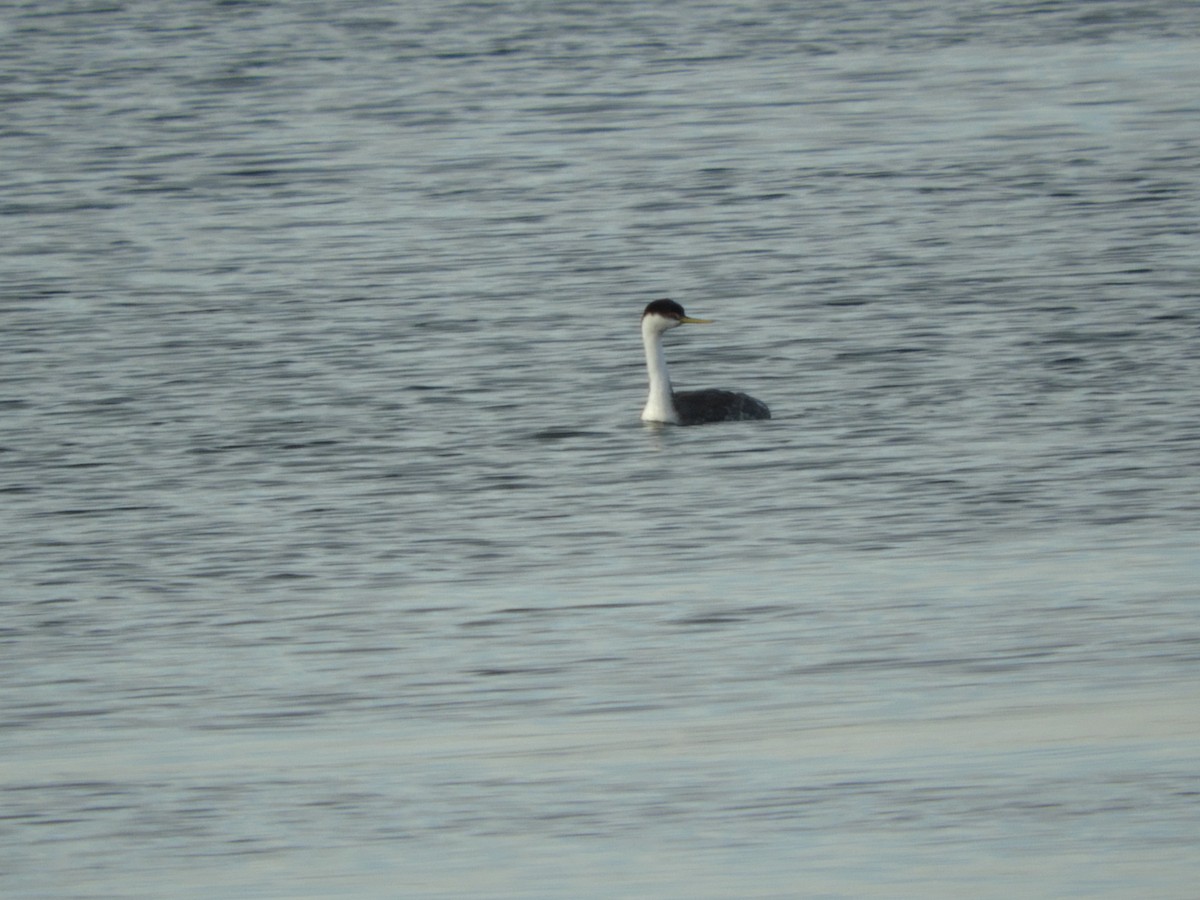 Western Grebe - ML389985911