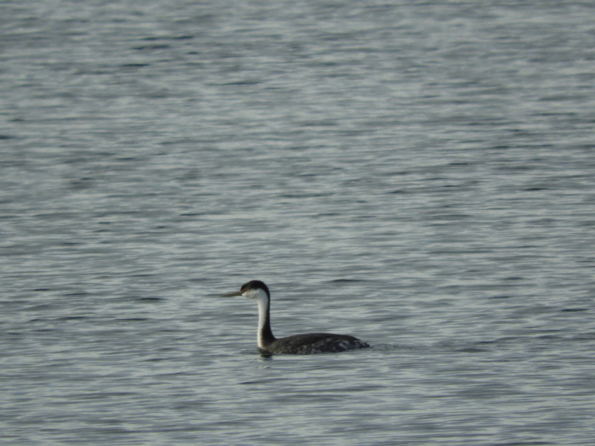 Western Grebe - Cherie St.Ours