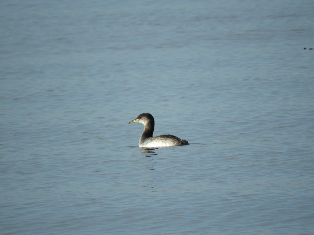 Red-necked Grebe - ML389986311