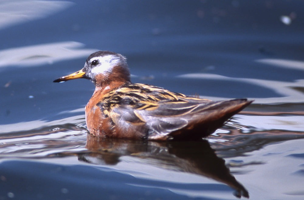 Red Phalarope - ML389987431