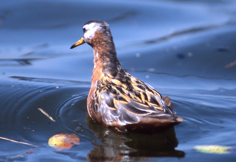 Phalarope à bec large - ML389987441