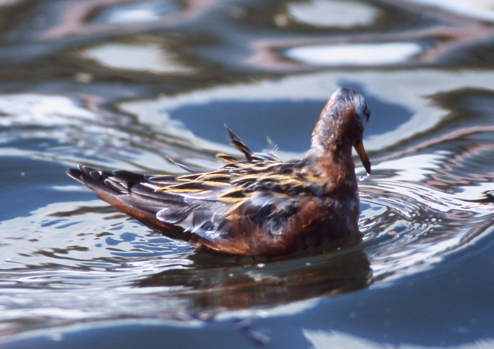 Red Phalarope - ML389987451