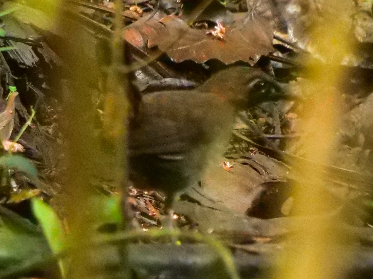 Black-faced Antthrush - ML389987661