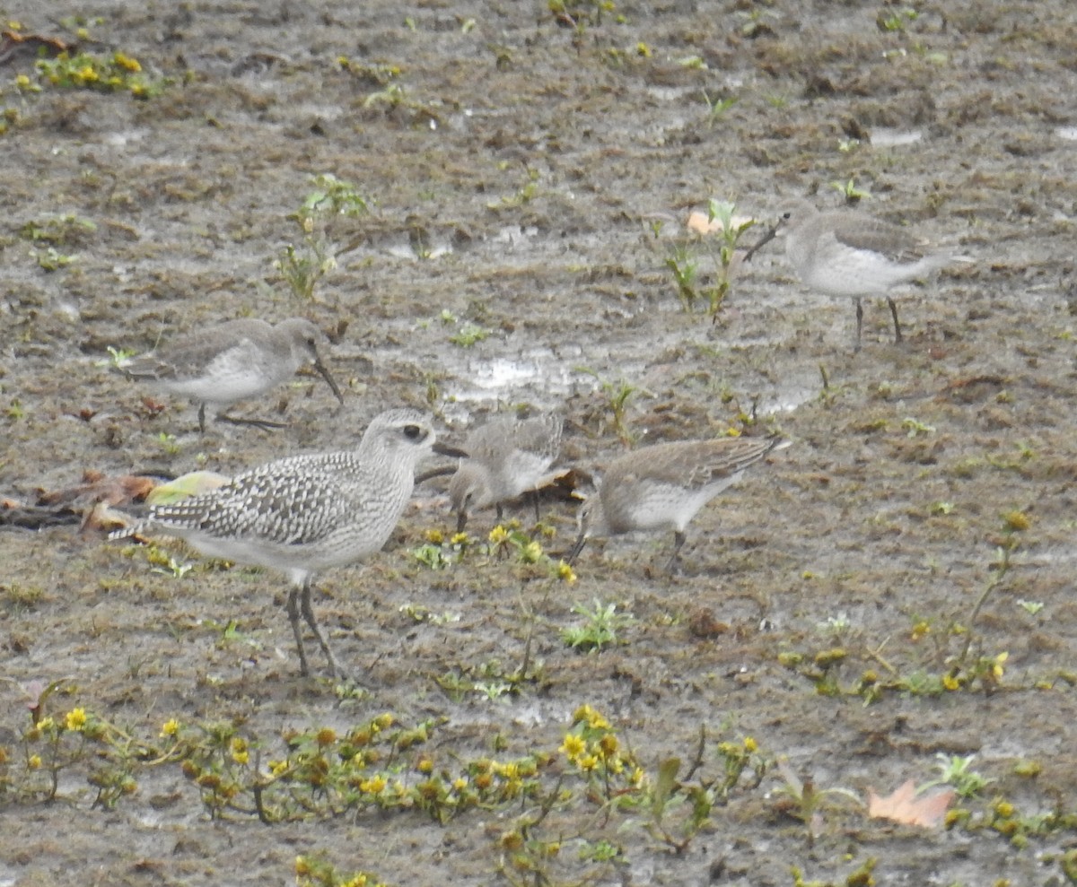 Black-bellied Plover - ML38998771