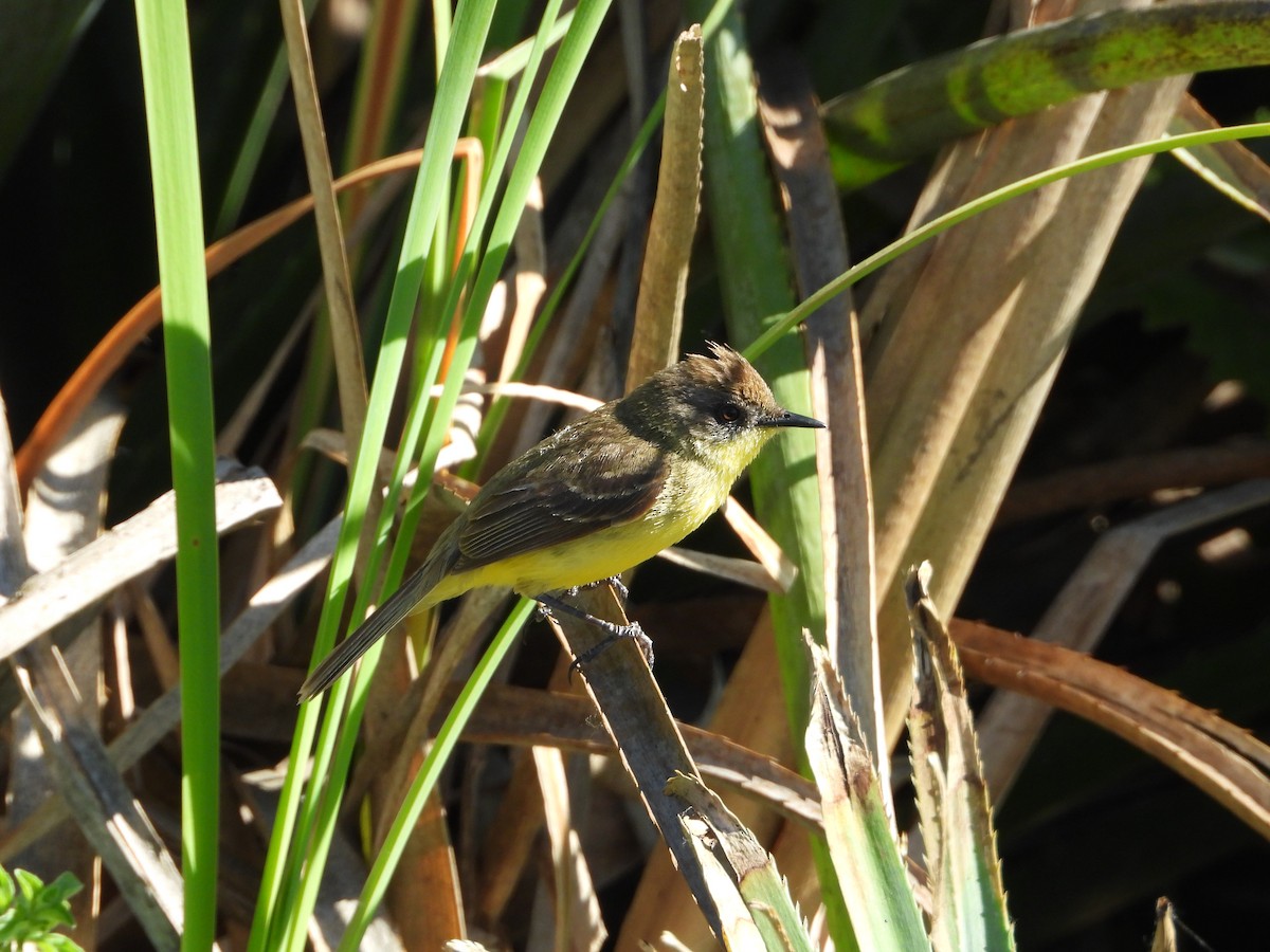 Warbling Doradito - ML389989131