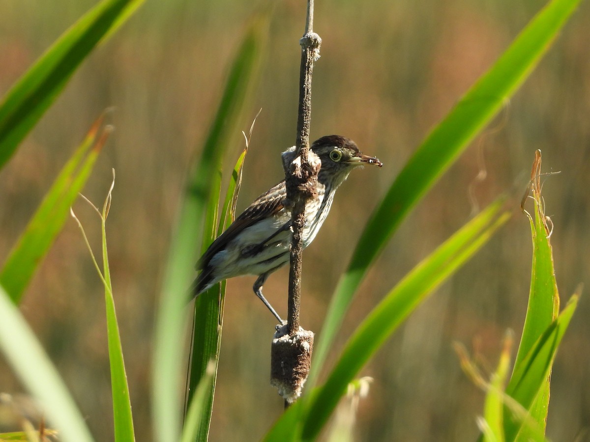 Spectacled Tyrant - ML389989151