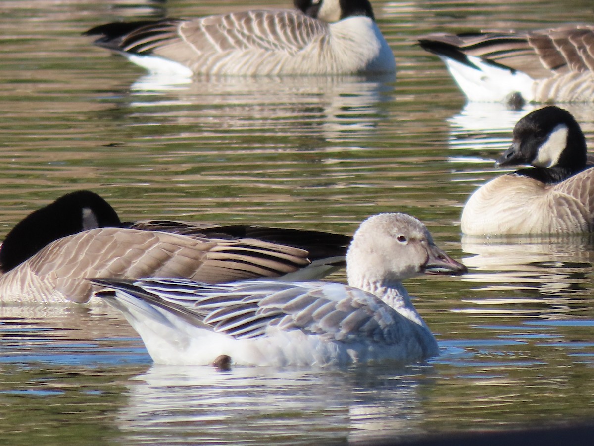 Snow Goose - ML389990001
