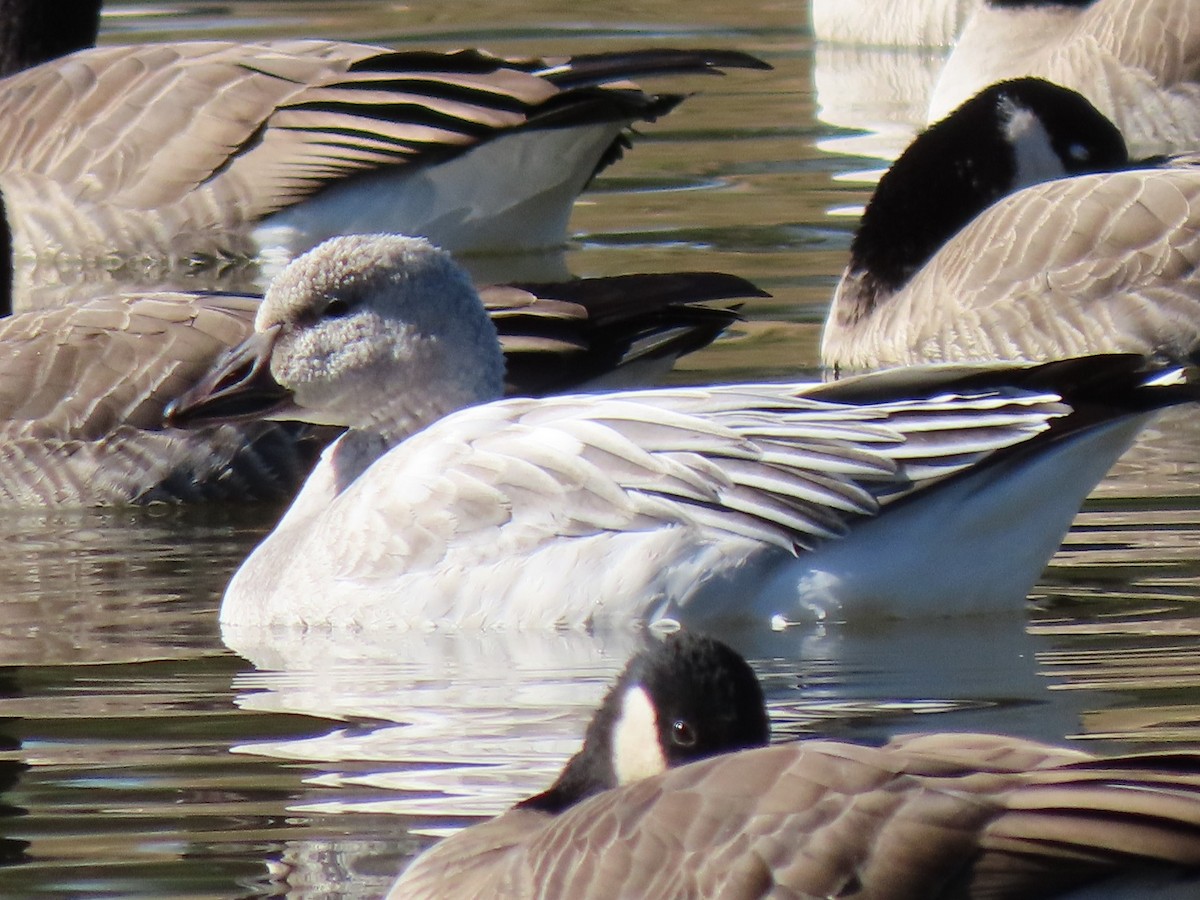 Snow Goose - ML389990461
