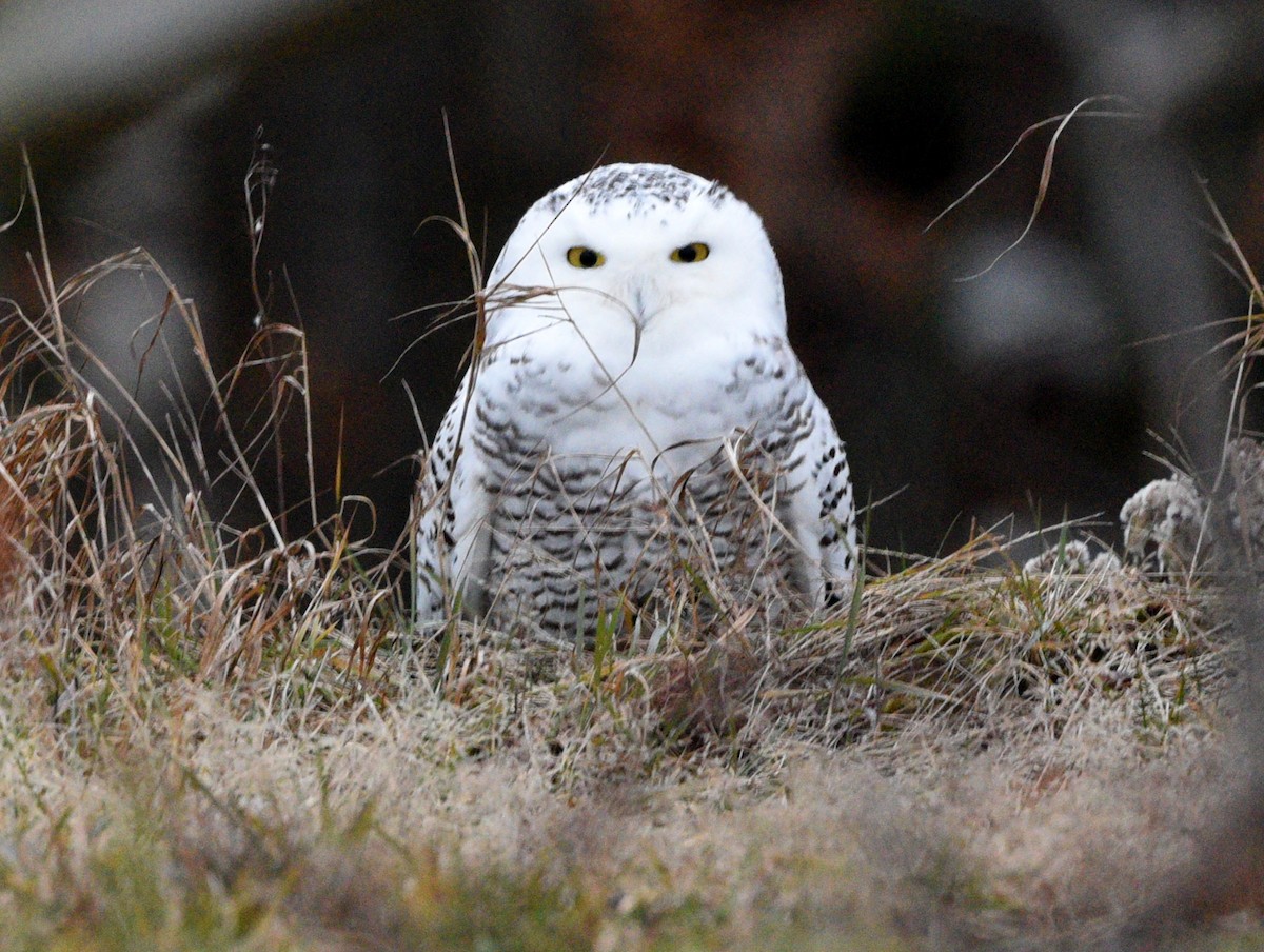 Snowy Owl - Wendy Hill