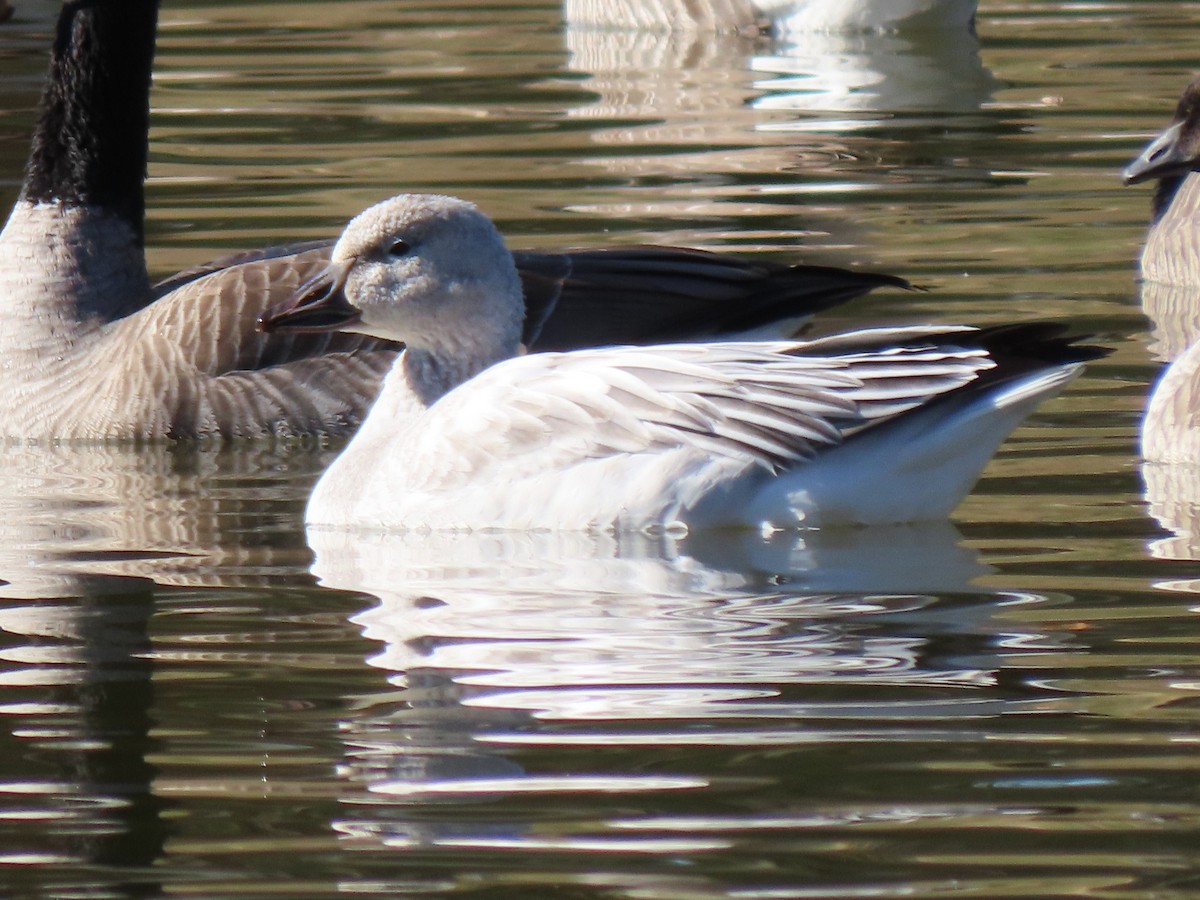 Snow Goose - ML389990851