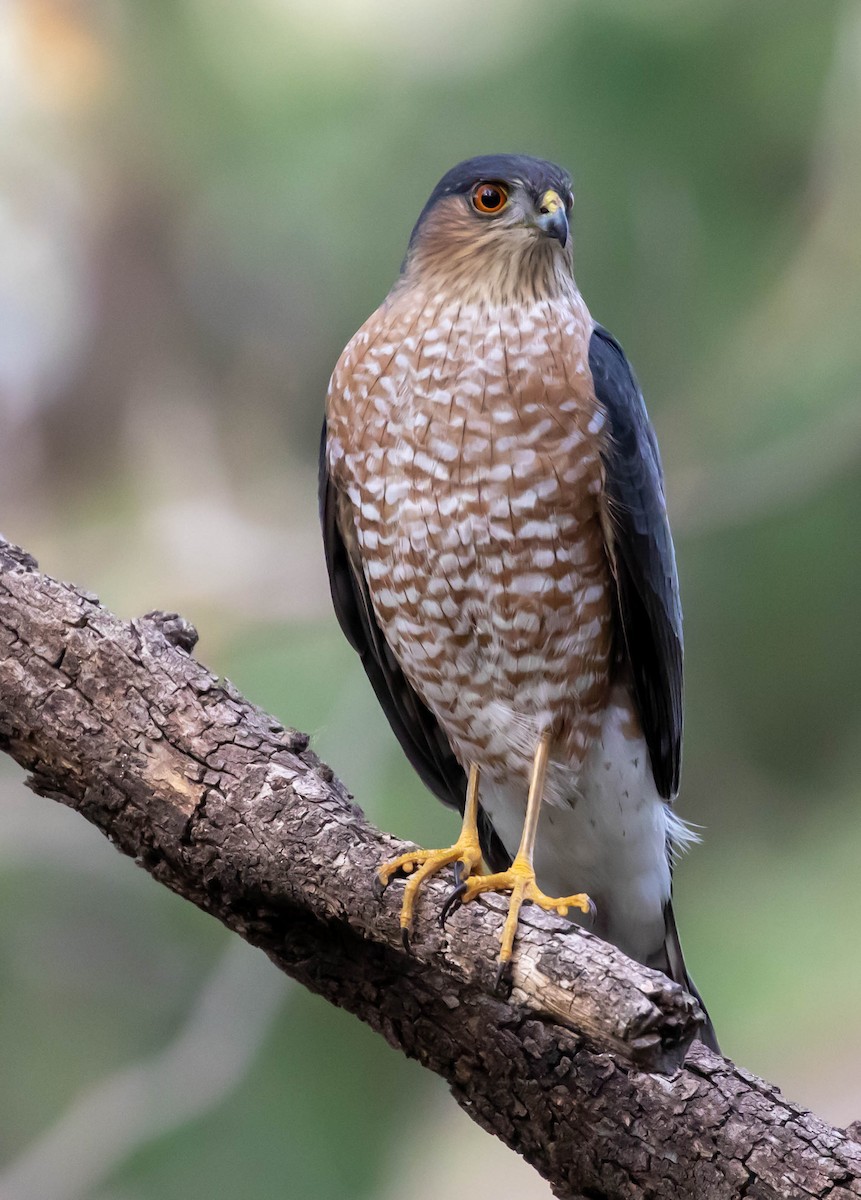 Sharp-shinned Hawk - ML389991001