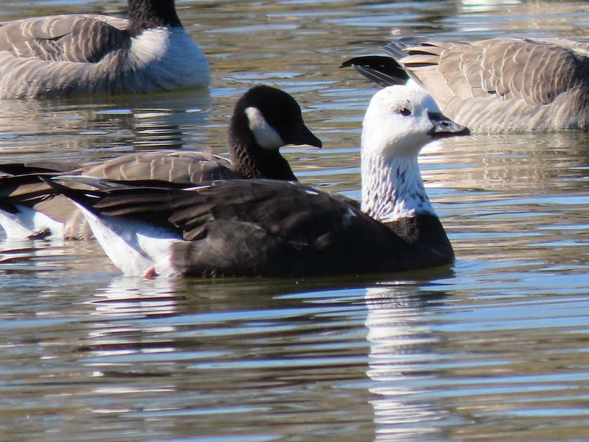 Ross's Goose - ML389991011