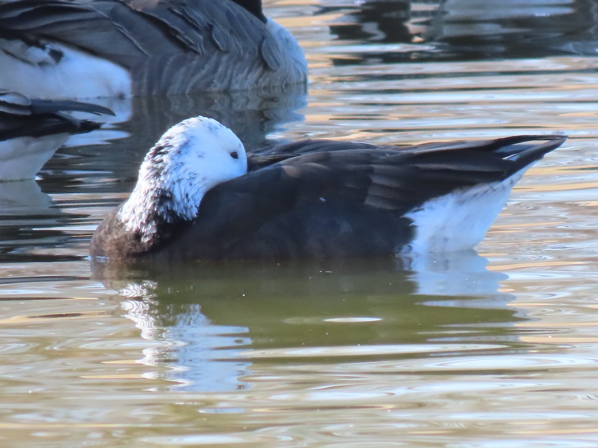 Ross's Goose - ML389991271