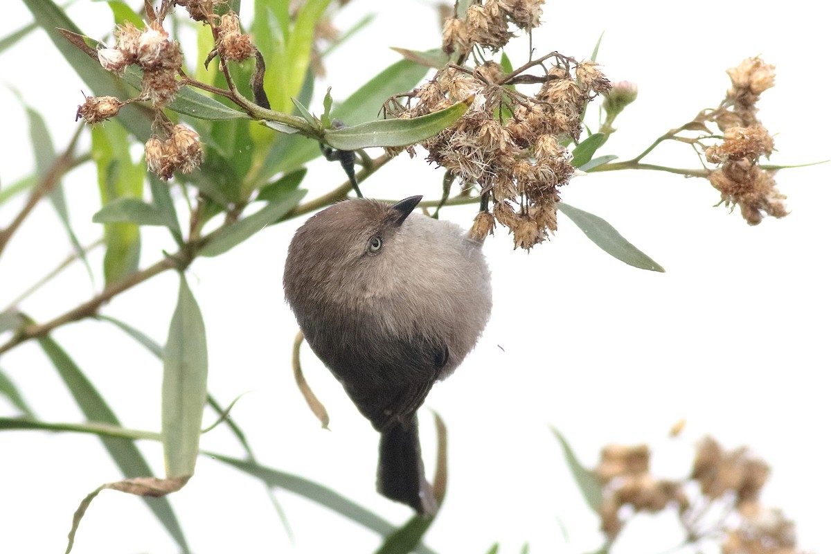 Bushtit (Pacific) - Sam Zhang