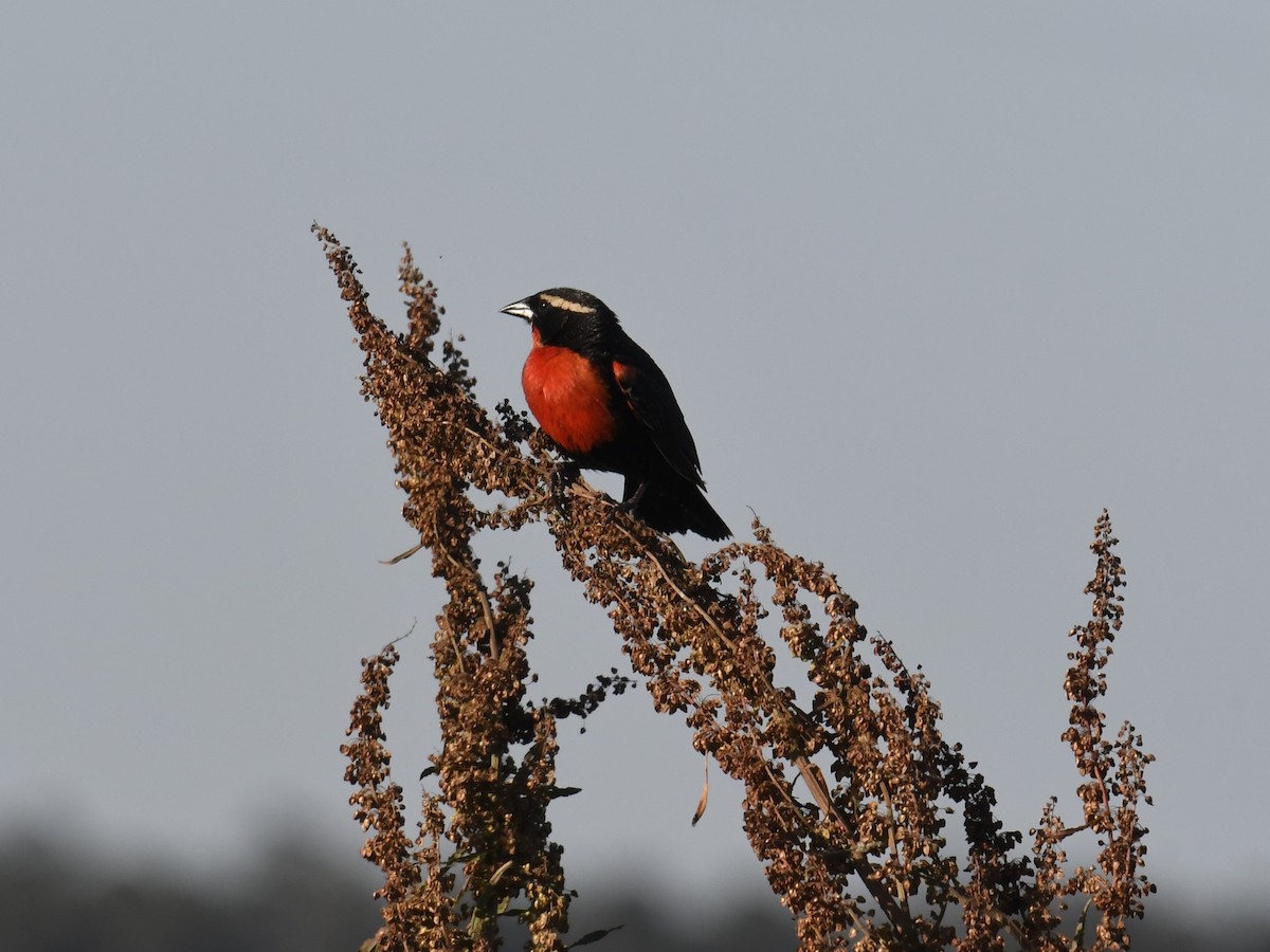 White-browed Meadowlark - ML389991641