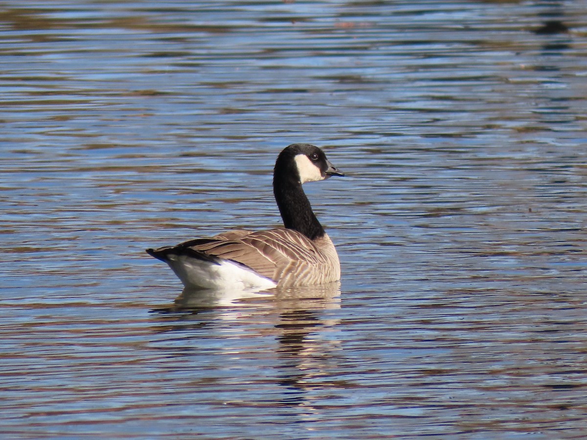 Cackling Goose (Richardson's) - ML389991901