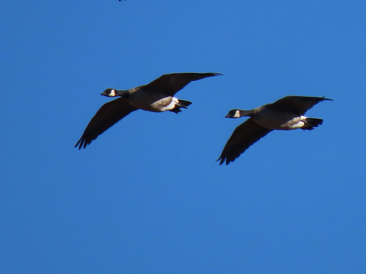 Cackling Goose (Richardson's) - ML389992341