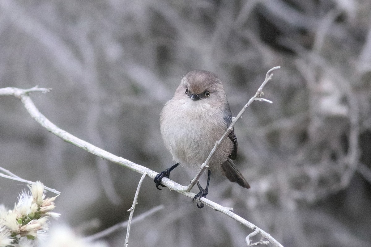 Bushtit (Pacific) - ML389993541