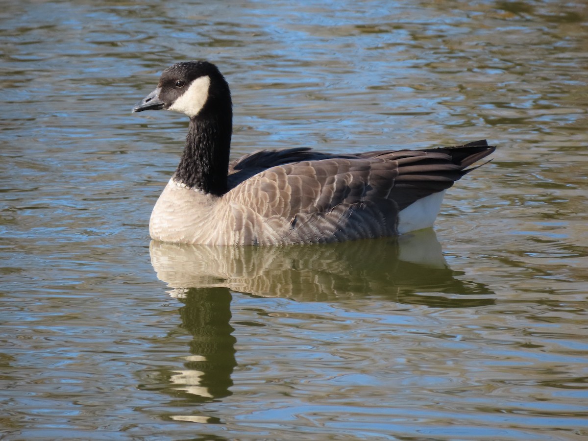 Cackling Goose (Richardson's) - ML389993671