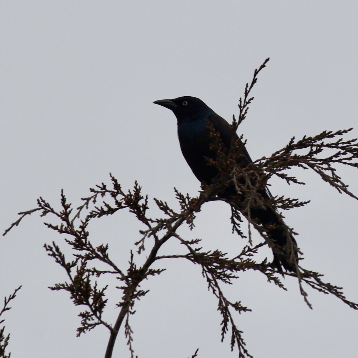 Common Grackle - ML389993781
