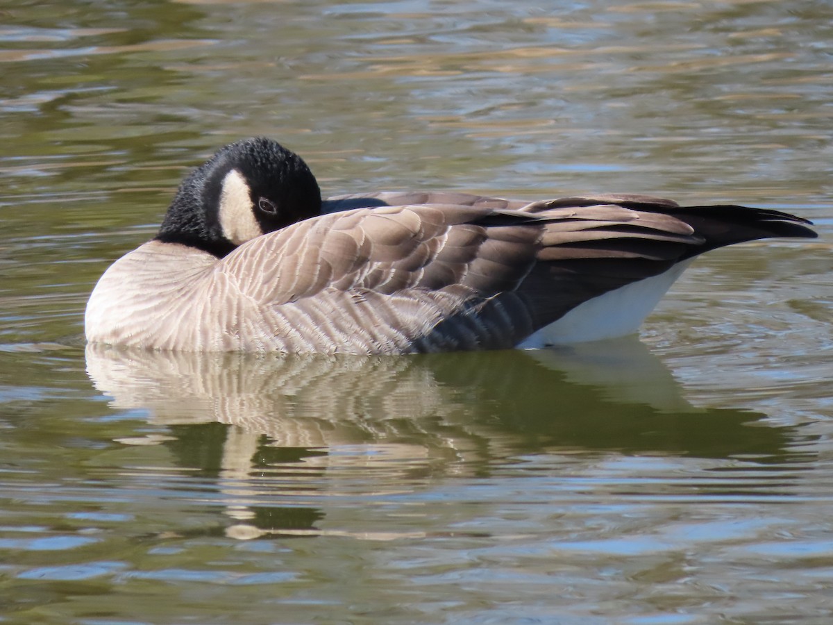 Cackling Goose (Richardson's) - ML389993871